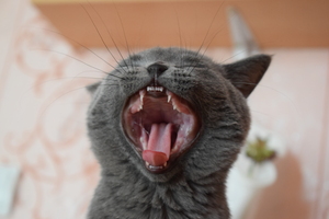 Image-preview_300x200