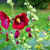 Image-square_50