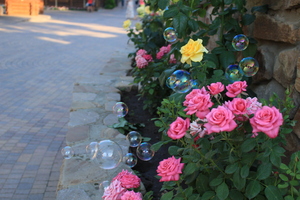 Image-preview_300x200