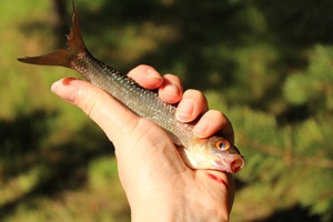 Image-preview_300x200