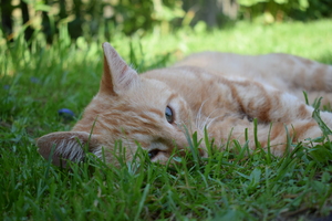 Image-preview_300x200