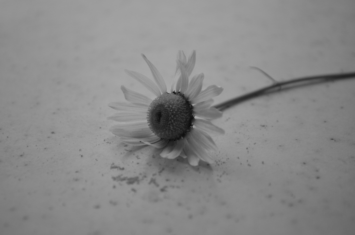 Image-normal