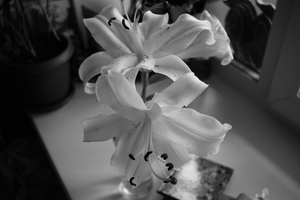 Image-preview_300x200