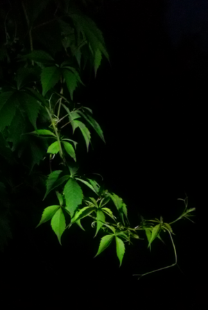 Image-preview_300x200