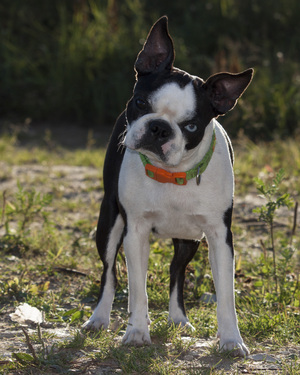 Image-preview_300x200