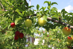 Image-preview_300x200