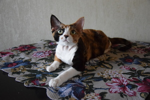 Image-preview_300x200