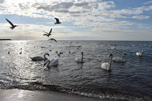 Image-preview_300x200