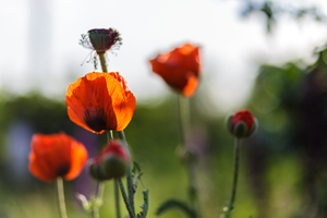 Image-preview_300x200