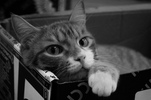 Image-preview_300x200