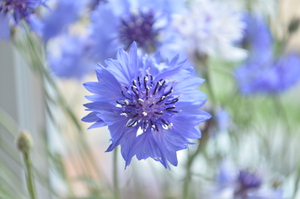 Image-preview_300x200