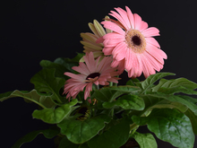 Image-rectangle_220_165