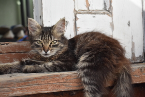 Image-preview_300x200