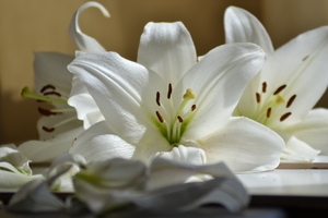 Image-preview_300x200