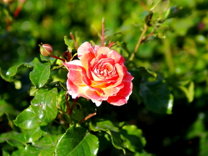 Image-preview_300x200