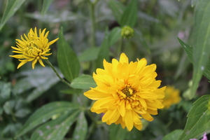 Image-preview_300x200