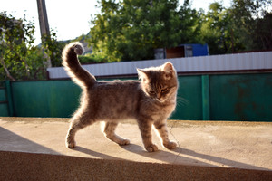 Image-preview_300x200