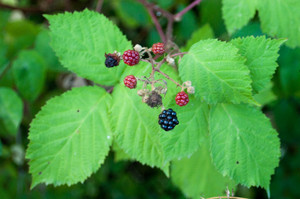 Image-preview_300x200