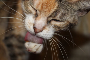 Image-preview_300x200