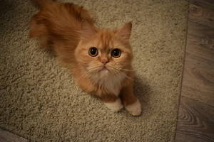 Image-preview_300x200