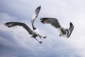 Image-preview_300x200