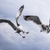 Image-square_50