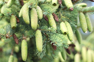 Image-preview_300x200