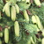 Image-square_50