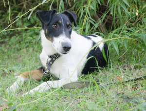 Image-preview_300x200