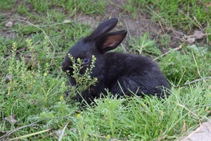 Image-preview_300x200