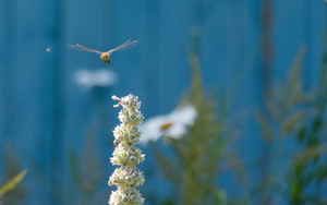 Image-preview_300x200