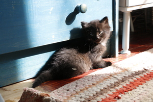 Image-preview_300x200