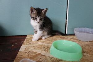 Image-preview_300x200