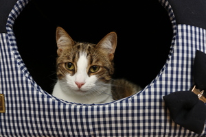 Image-preview_300x200