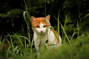 Image-preview_300x200