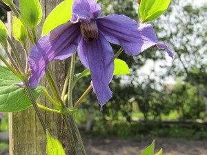 Image-preview_300x200