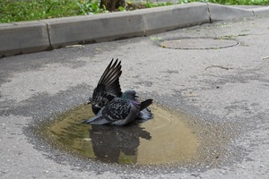 Image-preview_300x200