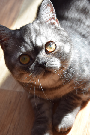 Image-preview_300x200