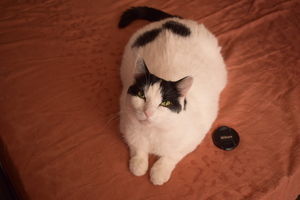 Image-preview_300x200