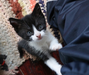 Image-preview_300x200