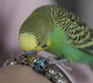 Image-preview_300x200