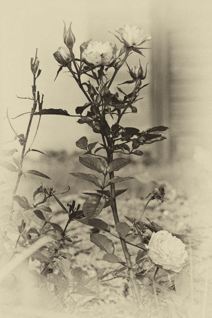 Image-normal