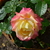 Image-square_50