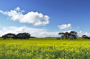 Image-preview_300x200