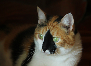 Image-preview_300x200