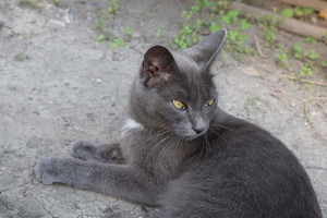 Image-preview_300x200