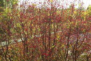 Image-preview_300x200