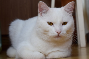 Image-preview_300x200