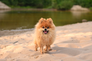 Image-preview_300x200