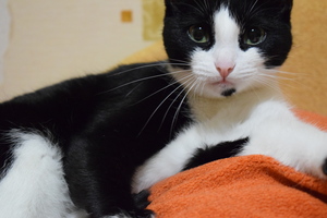 Image-preview_300x200